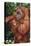 Orangutan and Baby-DLILLC-Premier Image Canvas