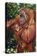 Orangutan and Baby-DLILLC-Premier Image Canvas