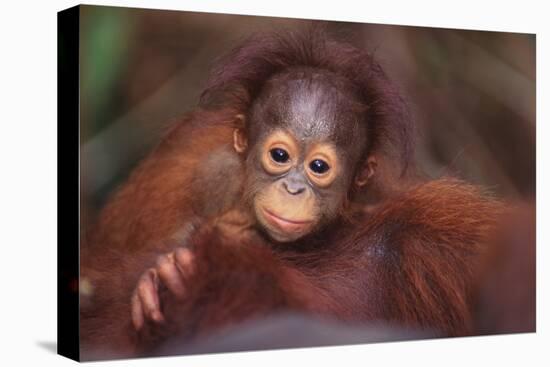 Orangutan Baby on Parent's Back-DLILLC-Premier Image Canvas