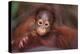 Orangutan Baby on Parent's Back-DLILLC-Premier Image Canvas