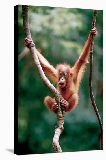 Orangutan Baby-null-Stretched Canvas