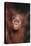 Orangutan Baby-DLILLC-Premier Image Canvas