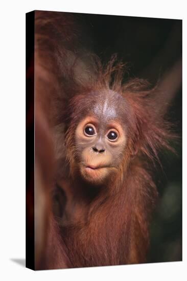 Orangutan Baby-DLILLC-Premier Image Canvas