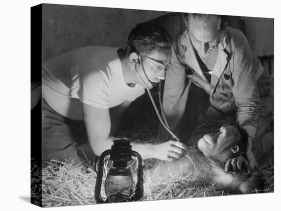 Orangutan Being Treated by Circus Veterinarian-Francis Miller-Premier Image Canvas