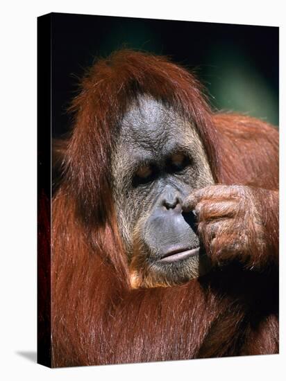 Orangutan, Borneo-Stuart Westmorland-Premier Image Canvas