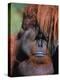 Orangutan, Borneo-Stuart Westmorland-Premier Image Canvas