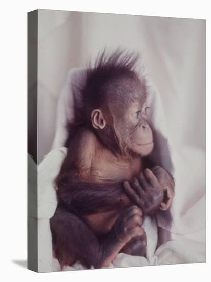 Orangutan Felix and Gigi, St. Louis Zoo-Nina Leen-Premier Image Canvas