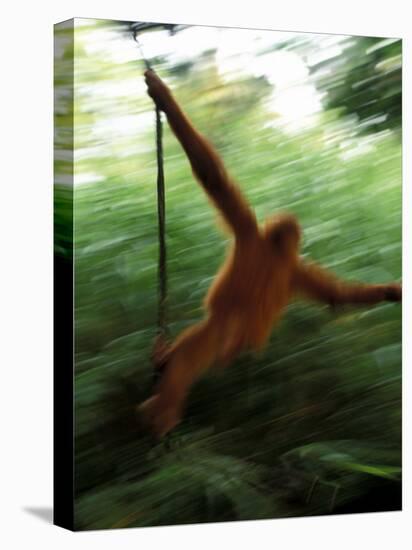 Orangutan in Rainforest, Borneo, Indonesia-Gavriel Jecan-Premier Image Canvas