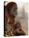 Orangutan Mother and 6-Month Old Baby in Captivity, Rio Grande Zoo-James Hager-Premier Image Canvas