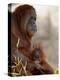 Orangutan Mother and 6-Month Old Baby in Captivity, Rio Grande Zoo-James Hager-Premier Image Canvas