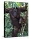 Orangutan Mother and Baby in Tree, Tanjung National Park, Borneo-Theo Allofs-Premier Image Canvas