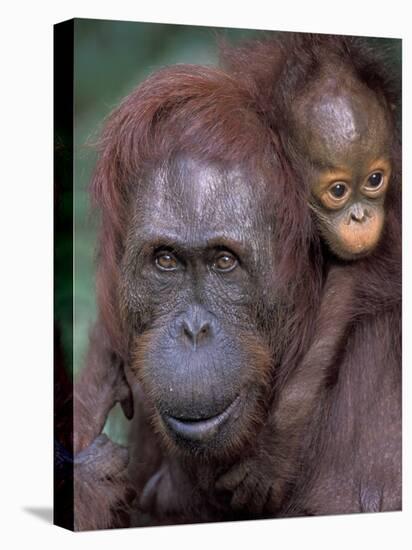 Orangutan Mother with Baby on Her Back, Tanjung National Park, Borneo-Theo Allofs-Premier Image Canvas