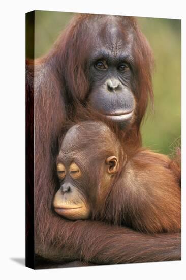 Orangutan Mother with Baby-null-Premier Image Canvas