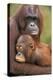 Orangutan Mother with Baby-null-Premier Image Canvas