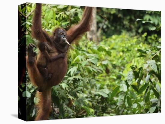 Orangutan (Pongo Borneo), Sabah, Borneo, Malaysia, Southeast Asia, Asia-Jochen Schlenker-Premier Image Canvas