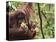 Orangutan (Pongo Borneo), Semenggoh Wildlife Reserve, Sarawak, Borneo, Malaysia-Jochen Schlenker-Premier Image Canvas