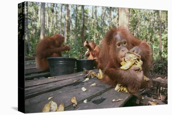 Orangutan Rehabilitation Feeding Station-DLILLC-Premier Image Canvas