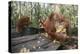 Orangutan Rehabilitation Feeding Station-DLILLC-Premier Image Canvas