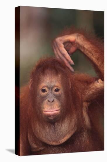 Orangutan Scratching its Head-DLILLC-Premier Image Canvas