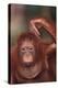 Orangutan Scratching its Head-DLILLC-Premier Image Canvas