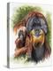 Orangutan Soul-Barbara Keith-Premier Image Canvas
