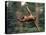 Orangutan Swinging from a Vine in the Jungles of North Borneo-Co Rentmeester-Premier Image Canvas