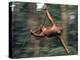 Orangutan Swinging from a Vine in the Jungles of North Borneo-Co Rentmeester-Premier Image Canvas