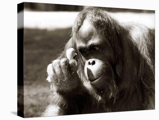 Orangutan with Chick, 1981-null-Premier Image Canvas