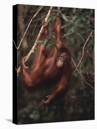 Orangutan-DLILLC-Premier Image Canvas