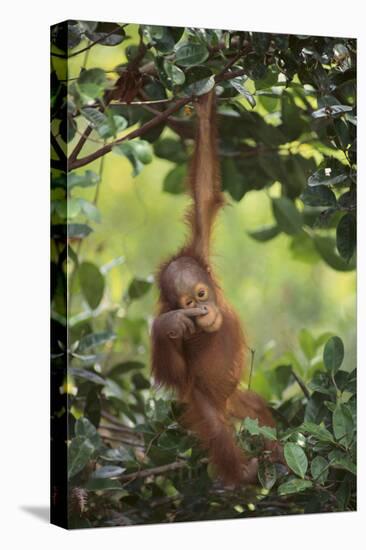 Orangutan-DLILLC-Premier Image Canvas