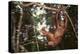 Orangutan-DLILLC-Premier Image Canvas