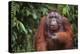 Orangutan-DLILLC-Premier Image Canvas