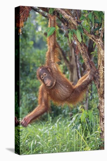 Orangutan-DLILLC-Premier Image Canvas