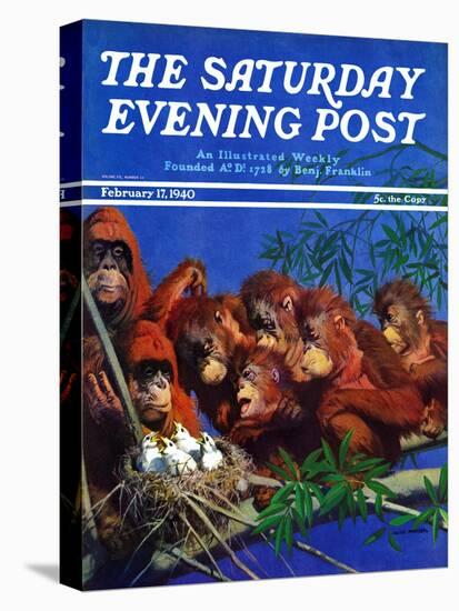 "Orangutans & Bird Nest," Saturday Evening Post Cover, February 17, 1940-Julius Moessel-Premier Image Canvas