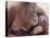 Orangutans in Captivity, Sandakan, Soabah, and Malasia, Town in Br. North Borneo-Co Rentmeester-Premier Image Canvas