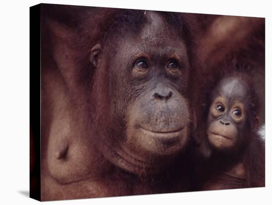 Orangutans in Captivity, Sandakan, Soabah, and Malasia, Town in Br. North Borneo-Co Rentmeester-Premier Image Canvas