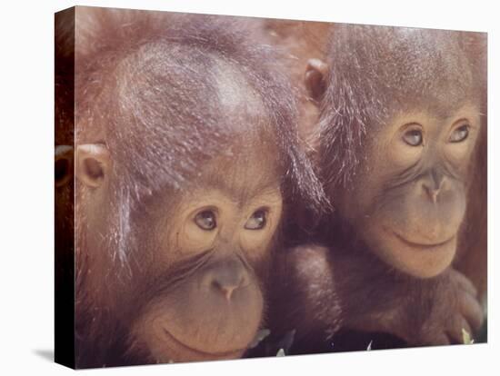 Orangutans in Captivity, Sandakan, Soabah, and Malasia, Town in Br. North Borneo-Co Rentmeester-Premier Image Canvas