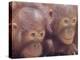Orangutans in Captivity, Sandakan, Soabah, and Malasia, Town in Br. North Borneo-Co Rentmeester-Premier Image Canvas
