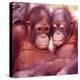 Orangutans in Captivity, Sandakan, Soabah, and Malasia, Town in Br. North Borneo-Co Rentmeester-Premier Image Canvas