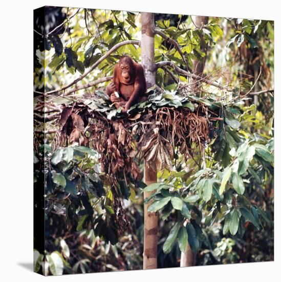 Orangutans in Captivity, Sandakan, Soabah, and Malasia, Town in Br. North Borneo-Co Rentmeester-Premier Image Canvas