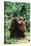 Orangutans-null-Stretched Canvas