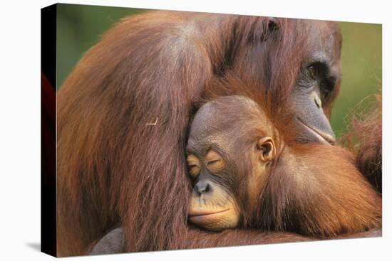 Orangutans-null-Premier Image Canvas