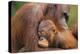 Orangutans-null-Premier Image Canvas