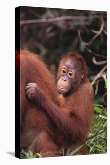 Orangutans-DLILLC-Premier Image Canvas