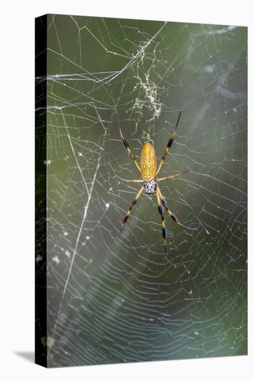 Orb Weaver - Arachnids-Gary Carter-Premier Image Canvas