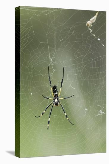 Orb Weaver Spider, Kruger National Park, South Africa-Paul Souders-Premier Image Canvas
