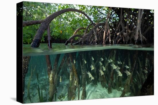 Orbiculate Cardinalfish sheltering amongst mangroves-Tim Laman-Premier Image Canvas