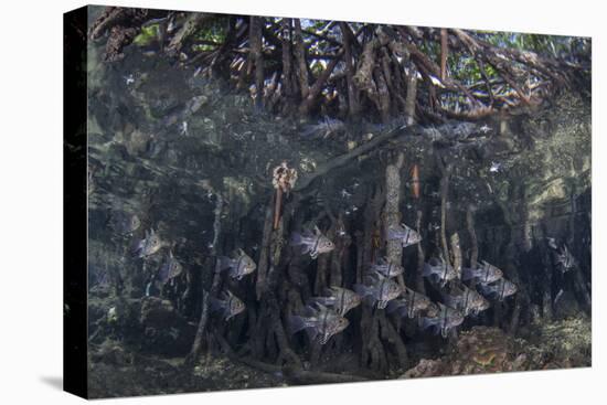 Orbiculate Cardinalfish Swimming Underneath a Mangrove Tree-Stocktrek Images-Premier Image Canvas