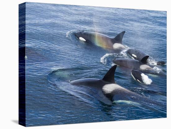 Orca, Frederick Sound, Alaska, USA-Joe & Mary Ann McDonald-Premier Image Canvas