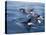 Orca, Frederick Sound, Alaska, USA-Joe & Mary Ann McDonald-Premier Image Canvas